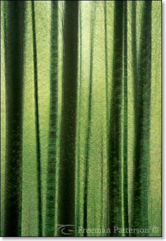 Edge of a Spring Forest I - By Freeman Patterson