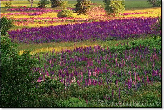Lupins of the Field - By Freeman Patterson