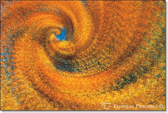 Maple Spiral - By Freeman Patterson