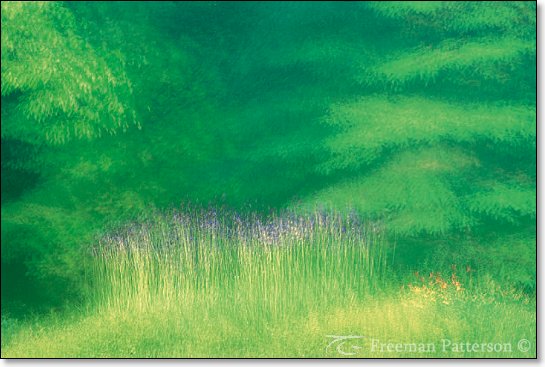 Siberian Iris - By Freeman Patterson