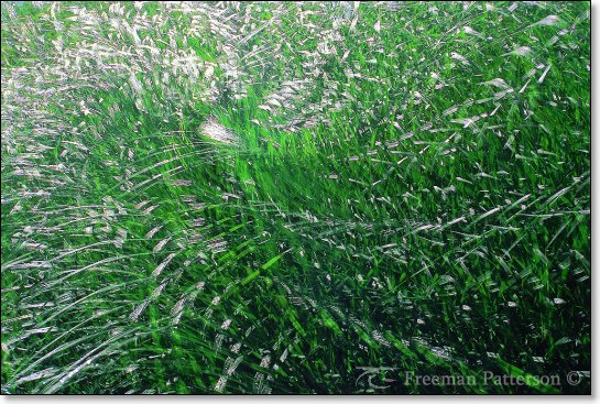 A Grassy Swirl - By Freeman Patterson