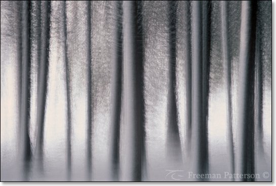 Winter Forest - By Freeman Patterson