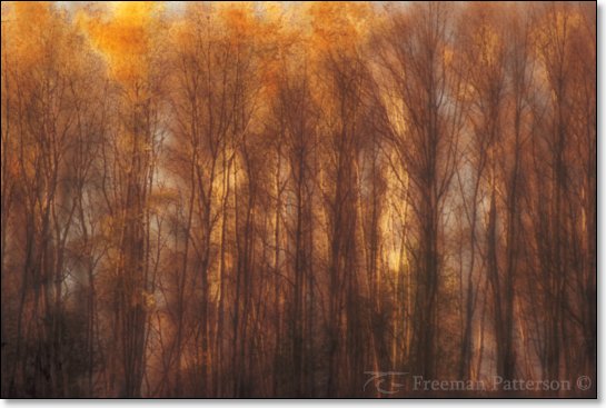 Autumn Forest - By Freeman Patterson