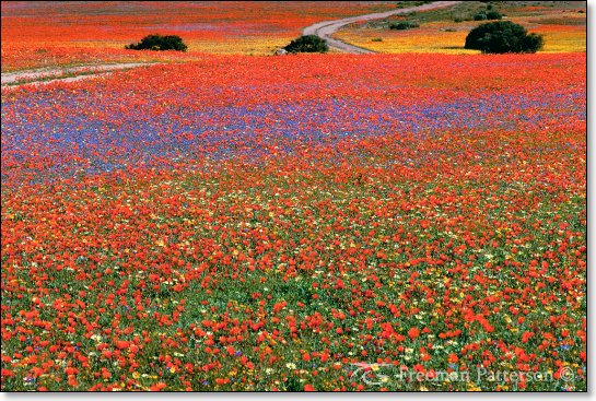 Namaqualand in Bloom - By Freeman Patterson