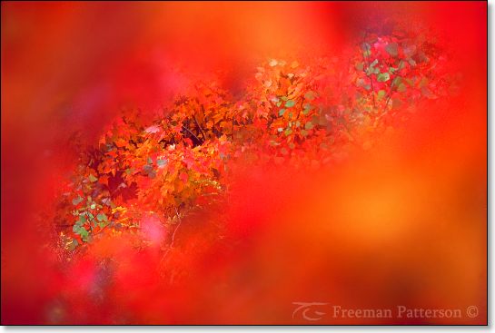 Autumn Glimpsed - By Freeman Patterson