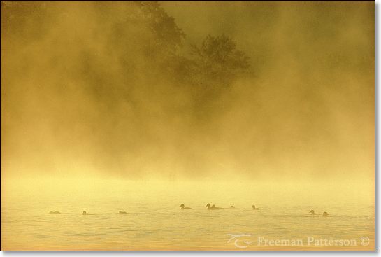 Golden Pond - By Freeman Patterson