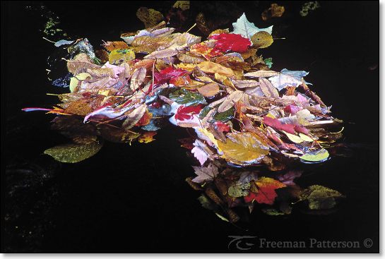 Autumn's Grace Notes - By Freeman Patterson